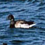 Coastal Breeding Bird Monitoring 2007 Field Summary