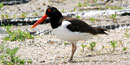 American Oystercatcher