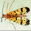 Go to biodiversity database.