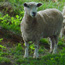 Sheep grazing at the park.