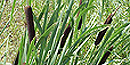 Typha latifolia (common cattail)