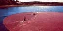 cranberry bog at harvest time