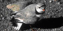 Piping Plover