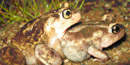 Spadefoot Toad