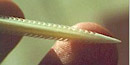 A barb from a cownose ray