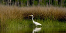 One of the many wading birds found in the Bay watershed