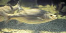 Striped Bass Striped Bass