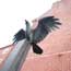Photo of Raven statue