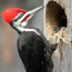 Pileated Woodpecker credit: Phil Brown Pileated Woodpecker credit: Phil Brown