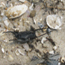 Black egg case among littered shells on beach.