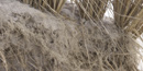 Close-up view of roots and sand grains beneath golden stems.