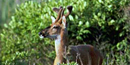 Deer standing in thicket of shrubs.