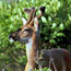 Deer in shrubs.