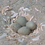 Plover nest among shells on white sand beach.