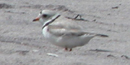 Piping plover on beach.