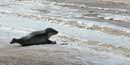 Seal on beach in winter.