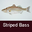 Photo of striped bass.