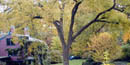Olmsted's home - Fairsted