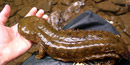 Eastern hellbender