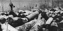 Floating logs down the river