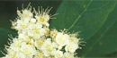 Virginia Spirea
