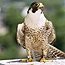 Male Peregrine Falcon