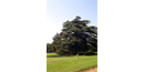 Cedar-of-Lebanon Tree