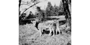 Milk Cows