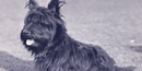 Fala one of FDR's and Eleanor's favorite pets