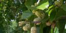 White mulberries of Jamestown