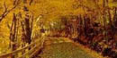 Road Through the Woods