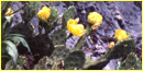 Yellow flowers aand lobe-shaped cactus leaves on a rocky ledge