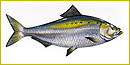 A shiny silvery oval fish tinged with greenish-yellow on top