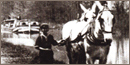 A young boy walking behind two harnessed white mules