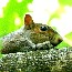 Read about mammals at the park.