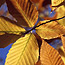 beech leaves