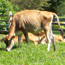 A tan Jersey cow munches on grass, while three others rest behind her. NPS Photo.