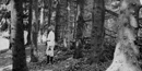 A man dressed all in white is contrasted by the dark and knobbly bark of spruce trees. Published in American Forests magazine in 1910.