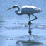 Common Egret with fish