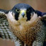 Peregrine Falcon