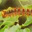 Gypsy Moth Larva
