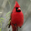 Male Cardinal perched on tree branch. Male Cardinal perched on tree branch.