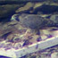 Peregrine feeding on quail at hacking site