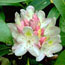 Pink and white rhododendron flowers.