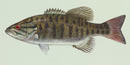 smallmouth bass