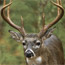 Whitetail Deer