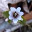 Small white bloom of the Rue Anemone