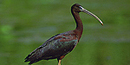 Jamaica Bay Wildlife Refuge provides critical habitat in the midst of New York City
