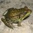 Amphibian and Reptile Species List