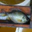 Fish Species List